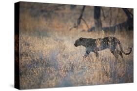 A Leopard, Panthera Pardus, Walking Through Grass in Namibia's Etosha National Park-Alex Saberi-Stretched Canvas
