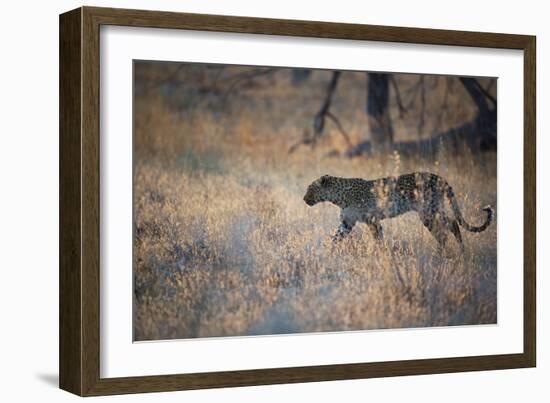 A Leopard, Panthera Pardus, Walking Through Grass in Namibia's Etosha National Park-Alex Saberi-Framed Photographic Print