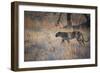 A Leopard, Panthera Pardus, Walking Through Grass in Namibia's Etosha National Park-Alex Saberi-Framed Photographic Print