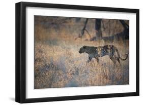 A Leopard, Panthera Pardus, Walking Through Grass in Namibia's Etosha National Park-Alex Saberi-Framed Photographic Print