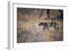 A Leopard, Panthera Pardus, Walking Through Grass in Namibia's Etosha National Park-Alex Saberi-Framed Photographic Print