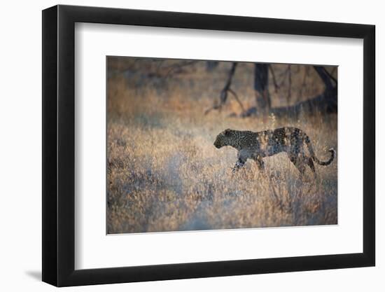 A Leopard, Panthera Pardus, Walking Through Grass in Namibia's Etosha National Park-Alex Saberi-Framed Photographic Print