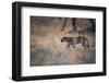 A Leopard, Panthera Pardus, Walking Through Grass in Namibia's Etosha National Park-Alex Saberi-Framed Photographic Print