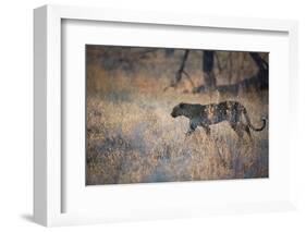 A Leopard, Panthera Pardus, Walking Through Grass in Namibia's Etosha National Park-Alex Saberi-Framed Photographic Print