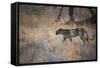 A Leopard, Panthera Pardus, Walking Through Grass in Namibia's Etosha National Park-Alex Saberi-Framed Stretched Canvas