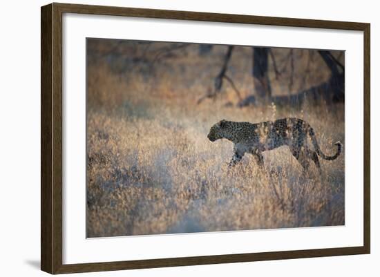 A Leopard, Panthera Pardus, Walking Through Grass in Namibia's Etosha National Park-Alex Saberi-Framed Photographic Print