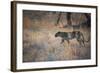 A Leopard, Panthera Pardus, Walking Through Grass in Namibia's Etosha National Park-Alex Saberi-Framed Photographic Print