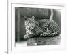 A Leopard Resting on a Log at London Zoo in 1929 (B/W Photo)-Frederick William Bond-Framed Giclee Print