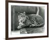 A Leopard Resting on a Log at London Zoo in 1929 (B/W Photo)-Frederick William Bond-Framed Giclee Print