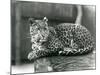 A Leopard Resting on a Log at London Zoo in 1929 (B/W Photo)-Frederick William Bond-Mounted Giclee Print