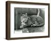 A Leopard Resting on a Log at London Zoo in 1929 (B/W Photo)-Frederick William Bond-Framed Giclee Print