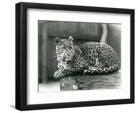 A Leopard Resting on a Log at London Zoo in 1929 (B/W Photo)-Frederick William Bond-Framed Giclee Print