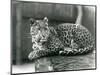 A Leopard Resting on a Log at London Zoo in 1929 (B/W Photo)-Frederick William Bond-Mounted Giclee Print