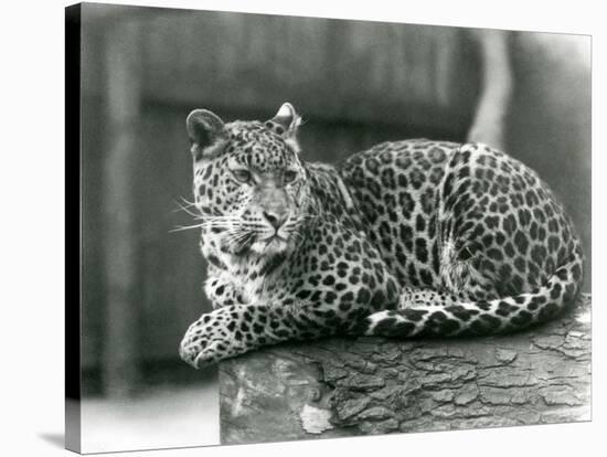 A Leopard Resting on a Log at London Zoo in 1929 (B/W Photo)-Frederick William Bond-Stretched Canvas