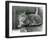 A Leopard Resting on a Log at London Zoo in 1929 (B/W Photo)-Frederick William Bond-Framed Giclee Print