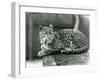 A Leopard Resting on a Log at London Zoo in 1929 (B/W Photo)-Frederick William Bond-Framed Giclee Print