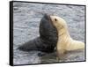 A leucistic Antarctic fur seal (Arctocephalus gazella), pup playing with normal pup-Michael Nolan-Framed Stretched Canvas