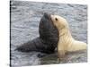 A leucistic Antarctic fur seal (Arctocephalus gazella), pup playing with normal pup-Michael Nolan-Stretched Canvas