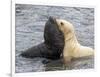 A leucistic Antarctic fur seal (Arctocephalus gazella), pup playing with normal pup-Michael Nolan-Framed Photographic Print