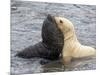 A leucistic Antarctic fur seal (Arctocephalus gazella), pup playing with normal pup-Michael Nolan-Mounted Photographic Print