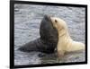 A leucistic Antarctic fur seal (Arctocephalus gazella), pup playing with normal pup-Michael Nolan-Framed Photographic Print