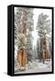 A Light Dusting Of Snow On The Large Trees In Sequoia National Park, California-Michael Hanson-Framed Stretched Canvas
