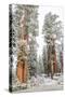 A Light Dusting Of Snow On The Large Trees In Sequoia National Park, California-Michael Hanson-Stretched Canvas