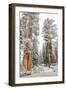 A Light Dusting Of Snow On The Large Trees In Sequoia National Park, California-Michael Hanson-Framed Photographic Print