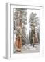 A Light Dusting Of Snow On The Large Trees In Sequoia National Park, California-Michael Hanson-Framed Photographic Print