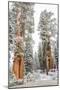 A Light Dusting Of Snow On The Large Trees In Sequoia National Park, California-Michael Hanson-Mounted Photographic Print