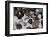 A Light Snow Melts around Small Polished Rocks in a Parking Lot in Boulder, Colorado-Sergio Ballivian-Framed Photographic Print