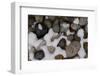 A Light Snow Melts around Small Polished Rocks in a Parking Lot in Boulder, Colorado-Sergio Ballivian-Framed Photographic Print