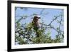 A lilac-breasted roller, Coracias caudatus, on a branch, Tsavo, Kenya.-Sergio Pitamitz-Framed Photographic Print