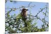 A lilac-breasted roller, Coracias caudatus, on a branch, Tsavo, Kenya.-Sergio Pitamitz-Mounted Photographic Print