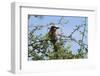 A lilac-breasted roller, Coracias caudatus, on a branch, Tsavo, Kenya.-Sergio Pitamitz-Framed Premium Photographic Print