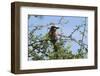 A lilac-breasted roller, Coracias caudatus, on a branch, Tsavo, Kenya.-Sergio Pitamitz-Framed Photographic Print