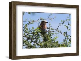 A lilac-breasted roller, Coracias caudatus, on a branch, Tsavo, Kenya.-Sergio Pitamitz-Framed Photographic Print