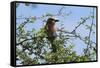 A lilac-breasted roller, Coracias caudatus, on a branch, Tsavo, Kenya.-Sergio Pitamitz-Framed Stretched Canvas