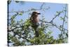 A lilac-breasted roller, Coracias caudatus, on a branch, Tsavo, Kenya.-Sergio Pitamitz-Stretched Canvas