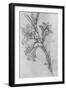 'A Lily', c1480 (1945)-Leonardo Da Vinci-Framed Giclee Print