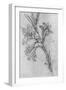 'A Lily', c1480 (1945)-Leonardo Da Vinci-Framed Giclee Print