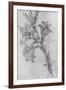 'A Lily', c1480 (1945)-Leonardo Da Vinci-Framed Giclee Print