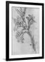 'A Lily', c1480 (1945)-Leonardo Da Vinci-Framed Giclee Print