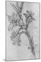 'A Lily', c1480 (1945)-Leonardo Da Vinci-Mounted Giclee Print