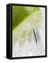 A Lime Being Juiced-null-Framed Stretched Canvas