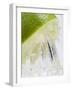 A Lime Being Juiced-null-Framed Photographic Print