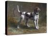 A Limier Briquet Hound-Rosa Bonheur-Stretched Canvas