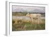 A Lincolnshire Pasture, C.1882-3 (Oil on Canvas)-Joseph Crawhall-Framed Giclee Print