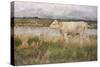 A Lincolnshire Pasture, C.1882-3 (Oil on Canvas)-Joseph Crawhall-Stretched Canvas