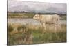 A Lincolnshire Pasture, C.1882-3 (Oil on Canvas)-Joseph Crawhall-Stretched Canvas